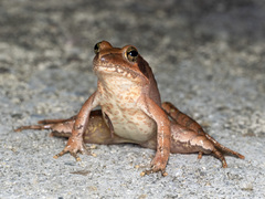 Jiuling Mountains Brown Frog photo 3