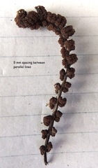 Blechnum blechnoides