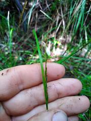 Carex subviridis