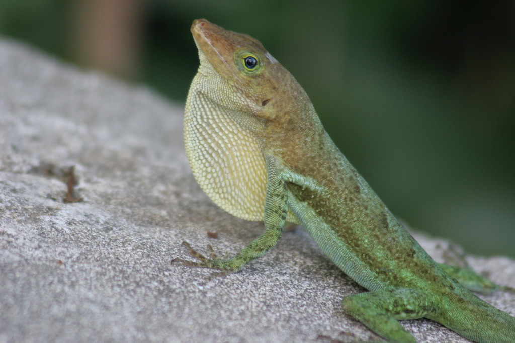 St. Lucia Anole