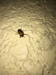 Cyclocephala longula