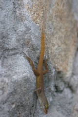 Anolis wattsii