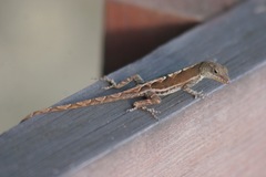 Anolis wattsii