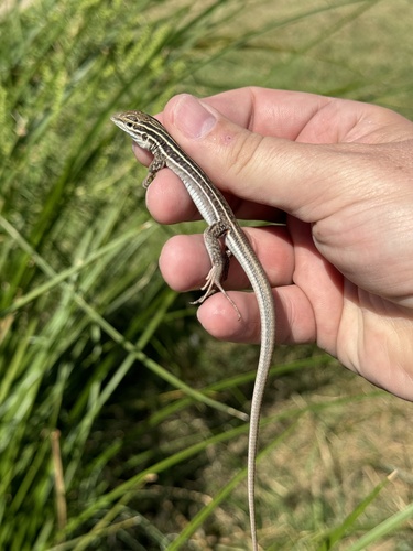 Chihuahuan Spotted Whiptail, Chaves County, US-NM, US, photo 7 of 10