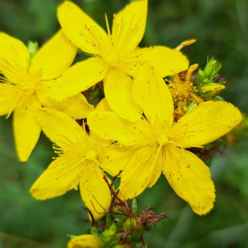 Des Etangs' St John's-wort (Hypericum ×)