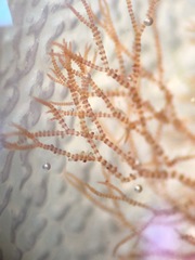 Ceramium gardneri