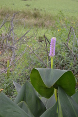 Pontederia sagittata