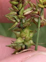Carex aggregata