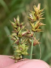 Carex aggregata