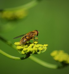 Parhelophilus