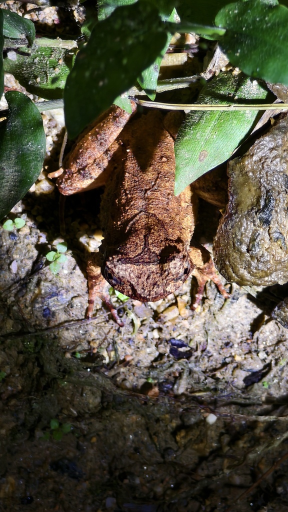 Yunkai Horned Toad (Boulenophrys yunkaiensis)