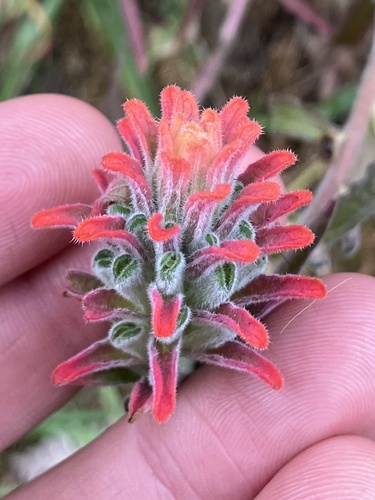 Field Paintbrush