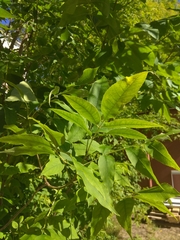 Fraxinus pennsylvanica