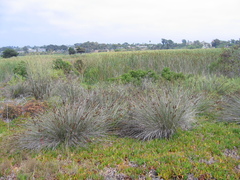 Juncus acutus leopoldii