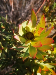 Leucadendron barkerae