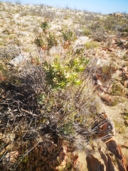 Leucadendron barkerae