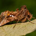 Autographa precationis - Photo (c) Eric Bégin，保留部份權利CC BY-NC-ND