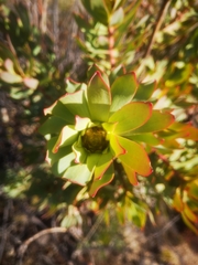 Leucadendron barkerae
