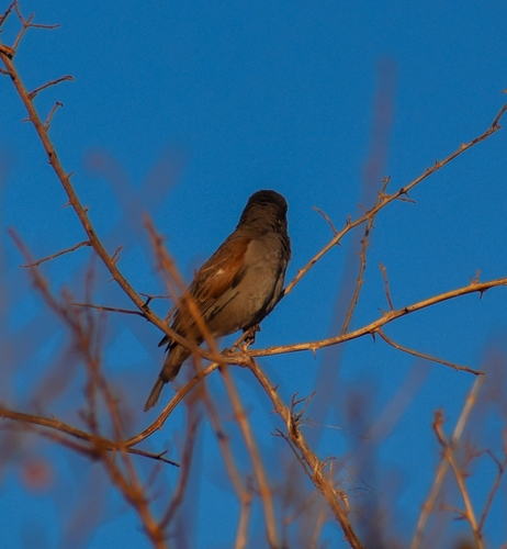 Parrot-billed Sparrow (Passer gongonensis), photo 10