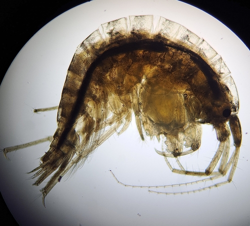 Microdeutopus gryllotalpa