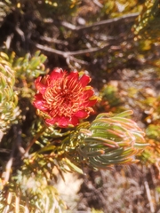 Protea canaliculata