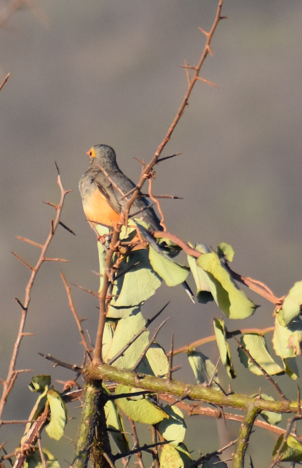 Bare-eyed Thrush (Turdus tephronotus), photo 2