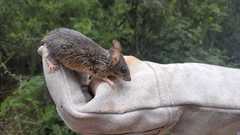 Peromyscus pectoralis