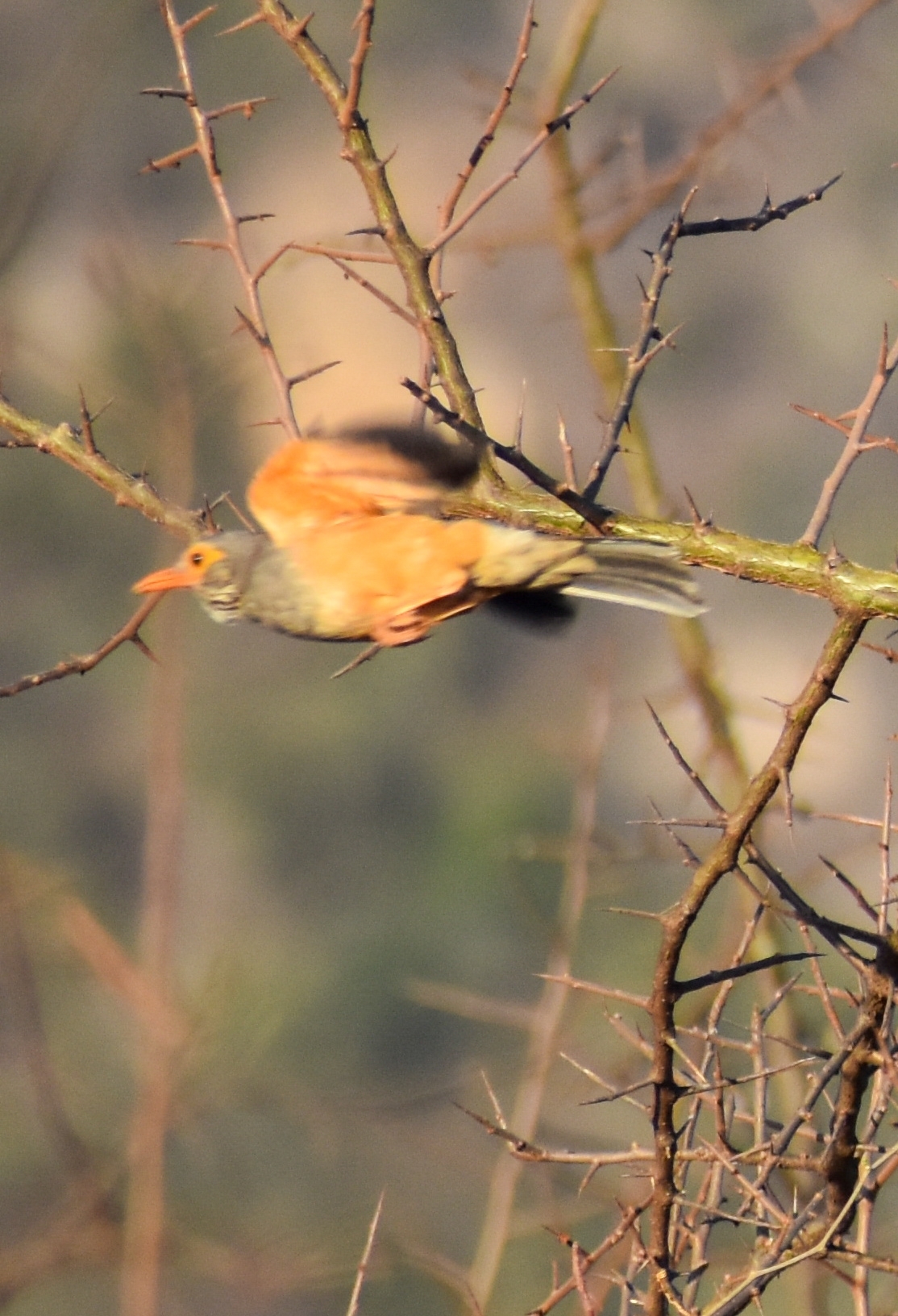 Bare-eyed Thrush (Turdus tephronotus), photo 3