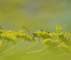 Brachyleptura