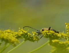 Brachyleptura