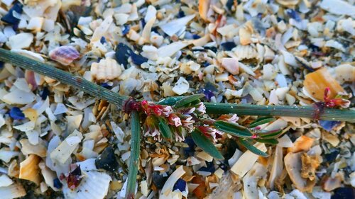 Image of Polygonum raii by no rights reserved