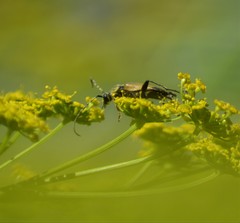 Brachyleptura