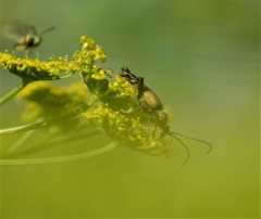 Brachyleptura