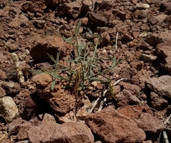 Bebbia juncea aspera