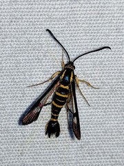 Synanthedon arkansasensis