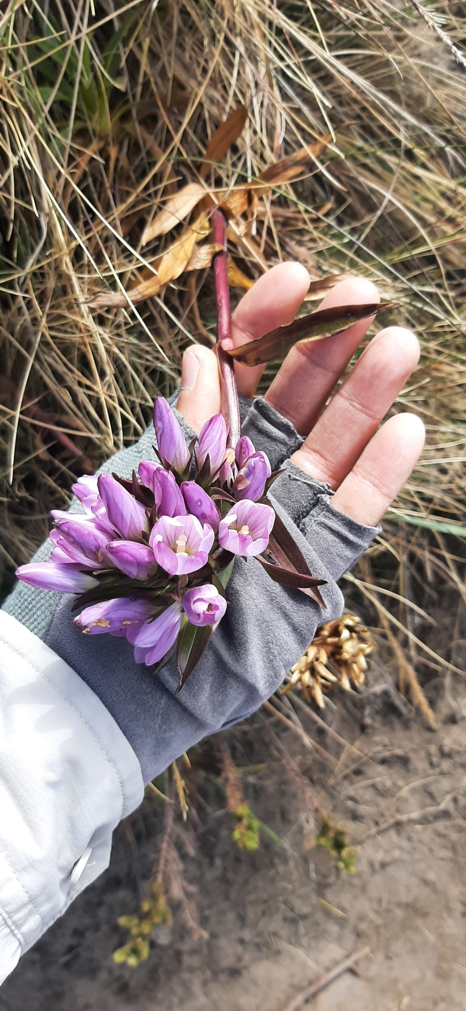 Gentianella foliosa image
