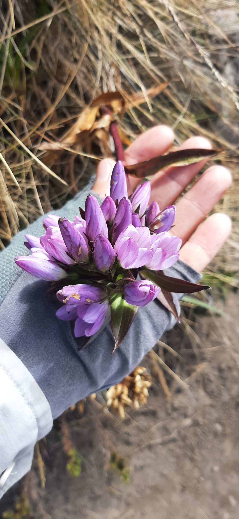 Gentianella image