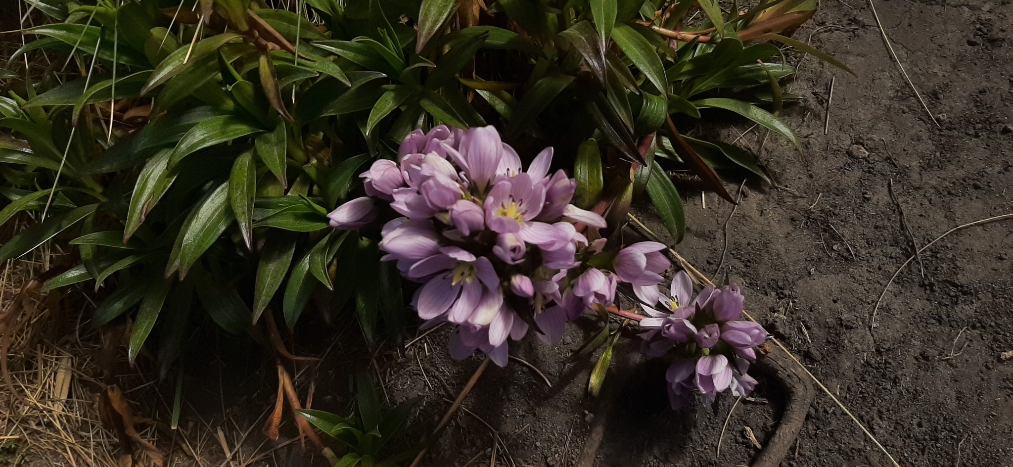 Gentianella foliosa image