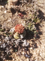 Crassula columnaris