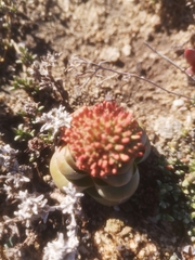 Crassula columnaris