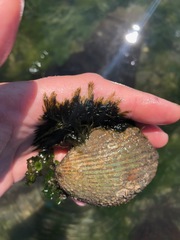 Bryopsis corticulans