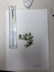 Bryopsis corticulans