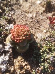 Crassula columnaris
