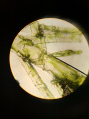 Bryopsis corticulans