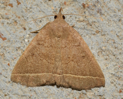Yellowish Fan-foot