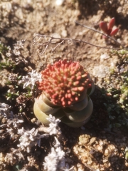 Crassula columnaris