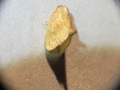 Tortricidia testacea