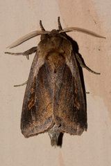 Bellura densa