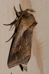 Bellura densa