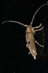 Ataxia crypta